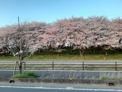 4/2の土曜日に、群馬の甘楽や赤城山麓などの桜を見に行きました。
土曜日の朝は結構道が混むので、伊勢崎まで夜の間に移動して前泊することに。

途中、幸手の権現堂桜堤を通過しました。
２年前、この場所を通った時にニュースで志村けんさんの訃報を聞きました。

日本のコロナ対策に、日本の誇るコメディアンの無念は反映されているでしょうか・・・