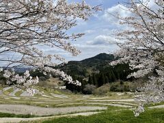 さて、保田から向かった先は大山千枚田。

桜が咲いているといいね～と出かけてみたらこちらも満開♪
日本の原風景。圧巻。