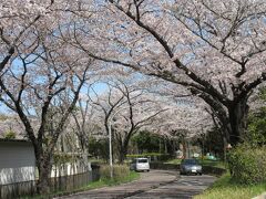 都立水元公園（東京都葛飾区水元公園）

公園に沿っている長い道路がずっと桜並木で、満開のこの時期は『桜のトンネル』になります。
期待通りに、綺麗な満開の状態の桜に間に合いました　V(^_^)v