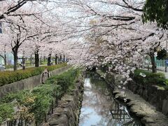 葛西用水路（東京都足立区大谷田付近）

葛西用水路は東京都内から埼玉県越谷市などを流れる長い用水路です。
予想していたとおり、ここの桜も満開です　(^^)/