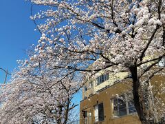 8時前に自宅を出て、高崎問屋町駅に11時前くらいに着きました。

駅を降りるとすぐに満開の桜。

こちらの建物はサービス付き高齢者向け住宅で、共有スペースらしきところから皆さんのんびり桜を眺めていて、いいなあと思いました。