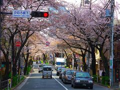 目黒川に沿って、桜田通りを渡り、首都高２号線・東急目黒線をくぐりつつ桜を眺めます。
ここで目黒不動尊へ向かうべく左折しました。
山手通りを渡ったところがかむろ坂[https://www.city.shinagawa.tokyo.jp/PC/kankyo/kankyo-doro/kankyo-doro-saka/kankyo-doro-saka-kamuro/index.html]です。
ここも見事な桜並木です。
