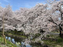 そして桜が満期となった新河岸川へ。
神社の裏にある新河岸川の桜は、別名「誉桜（ほまれざくら）」と呼ばれています。
昭和32年に川越の和菓子店「亀屋栄泉」当主が、ご子息を含んだ戦没者慰霊のために約300本の桜の苗を植えた桜を「誉桜（ほまれざくら）」と命名したそうです。