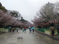 上野到着。上野公園の桜はもう散り始めでした。まだ朝8時台なので人もまばら。