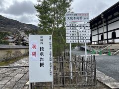 嵐山の桜は
天龍寺を無くして語れない
枝垂れ桜　満開宣言！

500円/1人