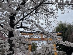 平野神社へ
約60種類もの桜が植えられている
まるで桜のミュージアム