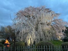 そぞろ歩きしながら八坂神社へ

円山公園枝垂れ桜
インフルブルーム！