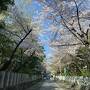京都-桜巡り1泊2日①