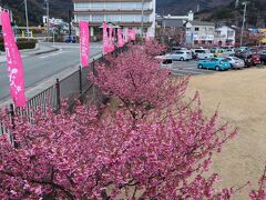 チェックアウト後は
土肥桜まつりへ

コロナで出店はないけど、桜はきれいに咲いています