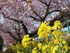 菜の花も忘れちゃいけない