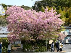 河津桜原木