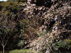 東京都庭園美術館 庭園の桜