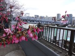 墨田区立隅田公園 墨堤から見た隅田川橋梁