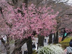 台東区立 隅田公園で咲いていたのはソメイヨシノではありません。