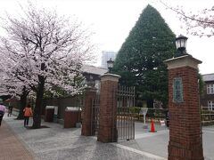 立教大学の正門付近に4本の桜があります
立派なヒマラヤスギはクリスマスにはイルミネーションされます