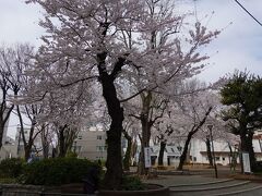 池袋西口公園
複合遊具やターザンロープがある広場にある桜です