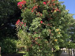 沖縄っぽい？鮮やかな花が咲いています。
地図を見るに、ここはすでに旭ヶ丘公園（たぶん）。

更に歩を進めると…
