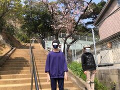 紅葉八幡宮の裏参道の石段
桜の木がかなり切られていました