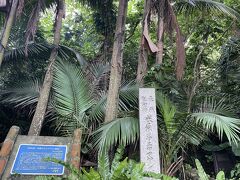 米原のヤシ原生林
遊歩道は、ジャングルの雰囲気です。
