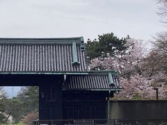 北桔橋門を出て左折
乾門と桜が綺麗でした。