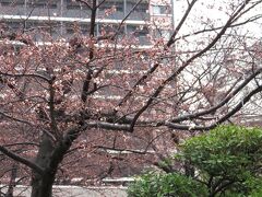 桜の咲き始めですが、あいにくの雨…。