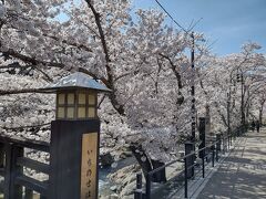旅の最後の目的地は長門湯本。
温泉街です。

無料で入れる公共の足湯を目的に訪れたのですが、ここ、すごい！！！
桜が満開ですよ！！