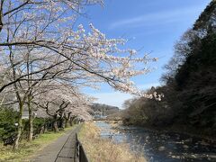 早川に沿って、ソメイヨシノの桜並木
約１３０本とか