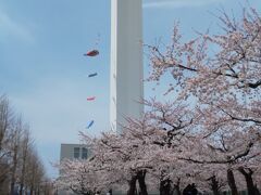 五稜郭のとなりには鯉のぼりも。とても風情があります。五稜郭タワーと桜と鯉のぼり。贅沢な組み合わせです。