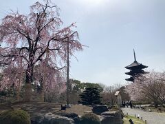 【東寺】
　京都駅から五重塔が見える東寺。ライトアップも行われていて　京都の桜の名所として有名です。