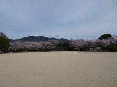 桜尾城址の桂公園。予報に反して曇っていたので、桜が映えない。。。