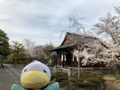 【上品蓮台寺】
千本通の北側にあるこちらも桜の穴場です。