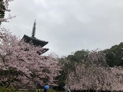 【醍醐寺】
　太閤さんこと豊臣秀吉が開いた「醍醐の花見」で有名な醍醐寺です。応仁の乱以後まだ荒れ果てていた醍醐寺ですが、秀吉はこの花見を開くために各大名に命じて桜の木を700本植えさせたと言います。