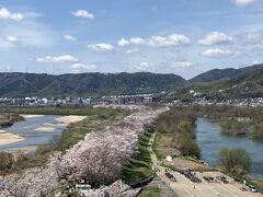 【背割堤桜】
　桂川、木津川、宇治川は石清水八幡宮のある男山と山坂の天王山の間あたりで合流し淀川となります。ここの木津川と宇治川の中瀬の瀬割堤に多数の桜からなる並木があります。展望タワーがあり、その上からも眺めることができます。