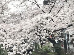 今夜の宿に荷物をあずけて　
買い物に出かけます

四条通り　高瀬川沿いの桜　満開