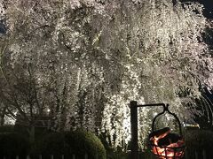 円山公園へ抜けると
大きな枝垂れ桜を　篝火越しに
「祗園の夜桜」です
