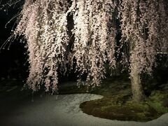 こちらは高台寺のお庭の枝垂れ桜
2022は　3/4~5/5　ライトアップされていて　