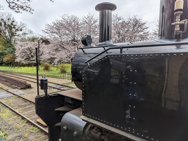 房総里山トロッコ号花冷えの桜と菜の花、市原ぞうの国で