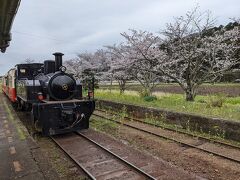 高滝駅の桜並木です。ここで下車しました。ここからぞうの国まで送迎してもらいました。