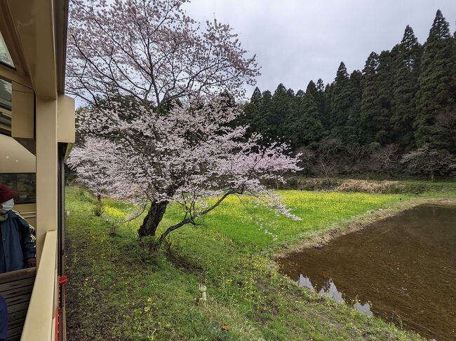 房総里山トロッコ号花冷えの桜と菜の花、市原ぞうの国で