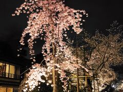 祇園白川宵桜ライトアップ