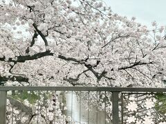 桜は満開。
小雨。