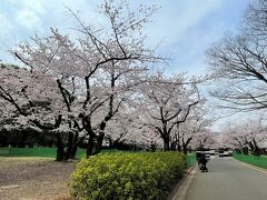 東京・原宿「代々木公園」の2022年3月のお花見の写真。

今年もいつものお花見エリアには立ち入ることができないように
グリーンのネットがかかっています。
数組ほどレジャーシートを敷いてお花見をしている方々を見ました。