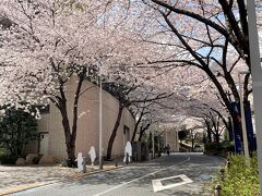 東京・六本木『六本木ヒルズ』の裏手にある「さくら坂」の
桜並木の写真。