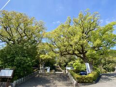 鹿児島神宮入口の参道階段

鹿児島の新緑はパワーがあります

モコモコ