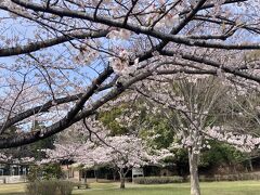 15分ほど歩き、志津小学校のわきをゆき坂を降りると、最初の目的地、上座総合公園。
桜がちょうど見ごろだった。
上座公園は4月1日取材。