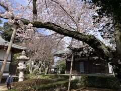 その上座公園の南側の高台にあるのが、宝樹院というお寺。
サザンカの古木が市指定の史跡になっており、ここも梅、桜が咲いている。桜は巨木が一本境内に、お寺の裏の旧街道沿いにしだれ桜の古木が一本ある。
