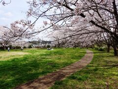 さて、そのお寺からさらに北上、臼井城址公園に到着。
臼井城址は、西側の本丸跡に河津桜の並木、東側の印旛沼を望む高台には、このようにソメイヨシノの並木が植えられた。

