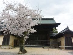 天龍寺の勅使門の前の桜はかなりの古木のようでした。