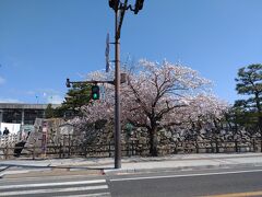 バスから見た肥後堀の桜。桜が満開になっており、これからの唐津の旅が楽しくなりました！肥後堀とは復元整備された堀で、現在は唐津市役所の前にあります。かつて、肥後堀は南の石垣に沿って長さ約三百米、幅二十米から二十五米の規模がありました。（攻城団参照）このことから、肥後堀は唐津の歴史を彷彿とさせる代表的な堀となっています。（パティスリーホリ参照）