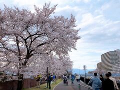 4/2(土)、母親が滋賀を訪れる前日は良いお天気でした!　それなのに、何故明日は雨なんだー?!って感じですが…、とにかく晴れているうちに草津駅近くの桜スポットを見ておこう!と思い、美容院の帰りに訪れました。